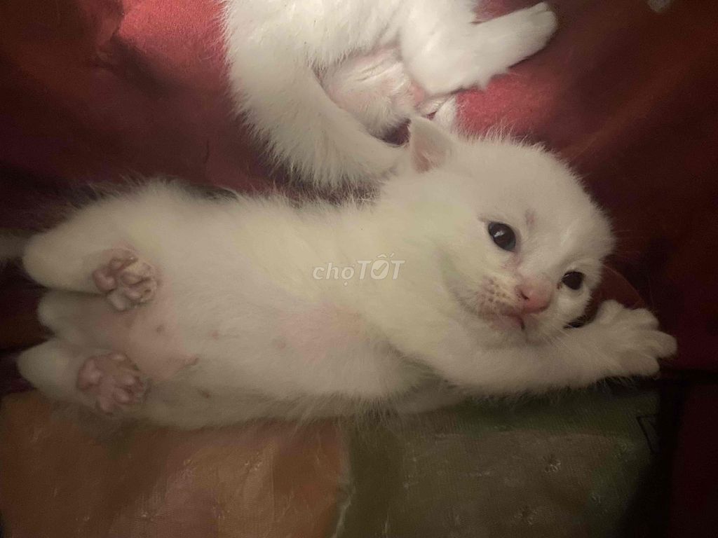 Mèo con - Anh lai Nga (đực). Mua bán Mèo tại Quận 7 Tp Hồ Chí Minh được đăng bởi Trúc Vy hình 1