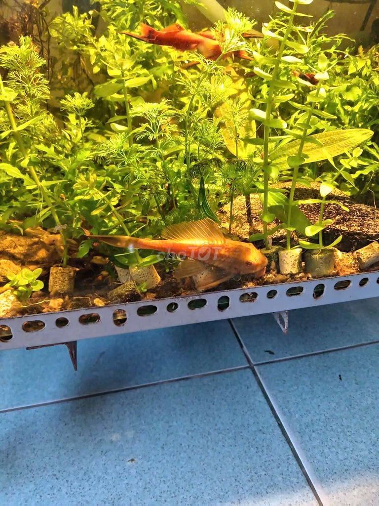 Cá lau kiếng Cam khỏe mạnh. Mua bán Thú cưng khác tại Thành phố Thủ Đức Tp Hồ Chí Minh được đăng bởi TIỀN RHINO  hình 1