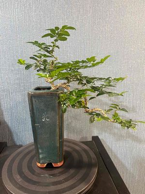 Cặp Kim Quýt mini Bonsai dáng thác đổ.. Mua bán Cây cảnh, đồ trang trí tại Quận 1 Tp Hồ Chí Minh được đăng bởi Anh Danh