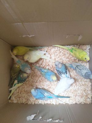 Chim Vẹt Úc nhiều màu zx to đuôi dài
