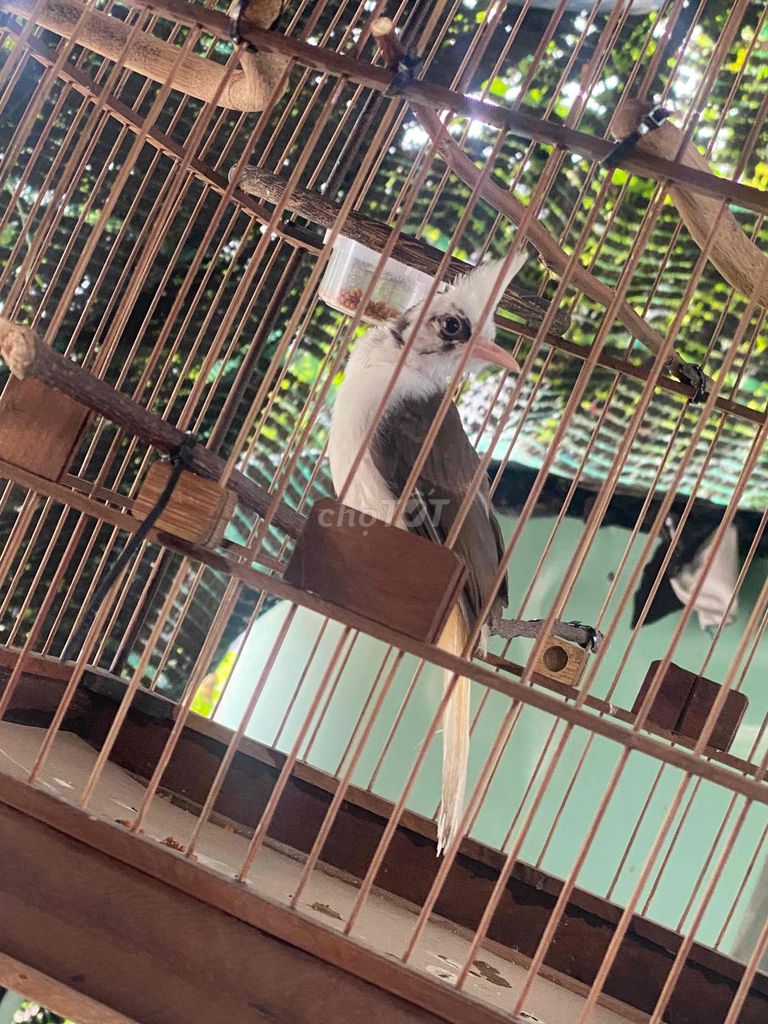 chào mào Đại bàng non. Mua bán Chim tại Quận Ngũ Hành Sơn Đà Nẵng được đăng bởi Tuan Anh Bui hình 1