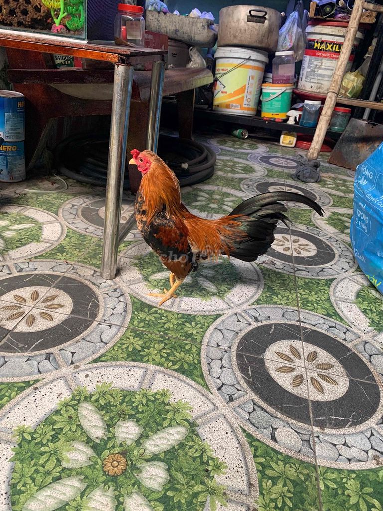 Gà khét bông 5.5 lạng. Mua bán Gà tại Thành phố Thủ Đức Tp Hồ Chí Minh được đăng bởi nguyễn duy kha hình 1