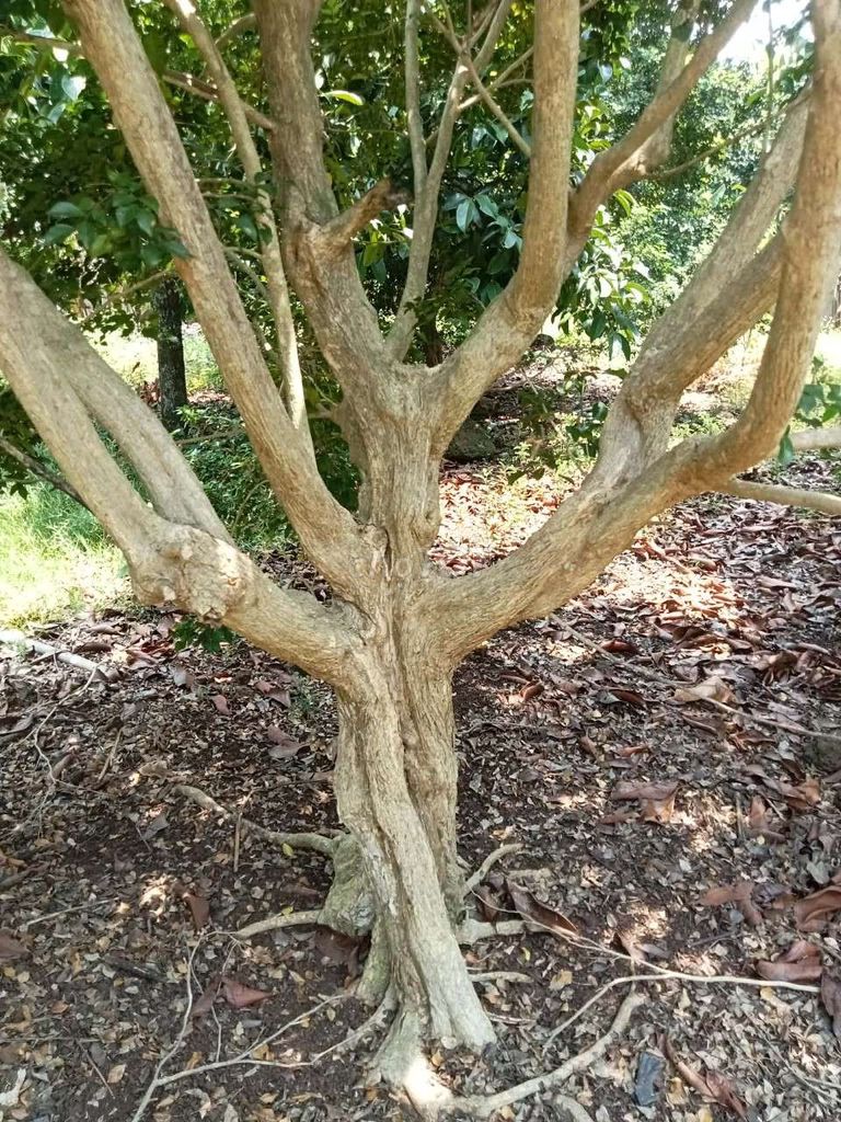 Cây cảnh dễ chăm sóc. Mua bán Cây cảnh, đồ trang trí tại Huyện Tân Phú Đồng Nai được đăng bởi linh hình 1
