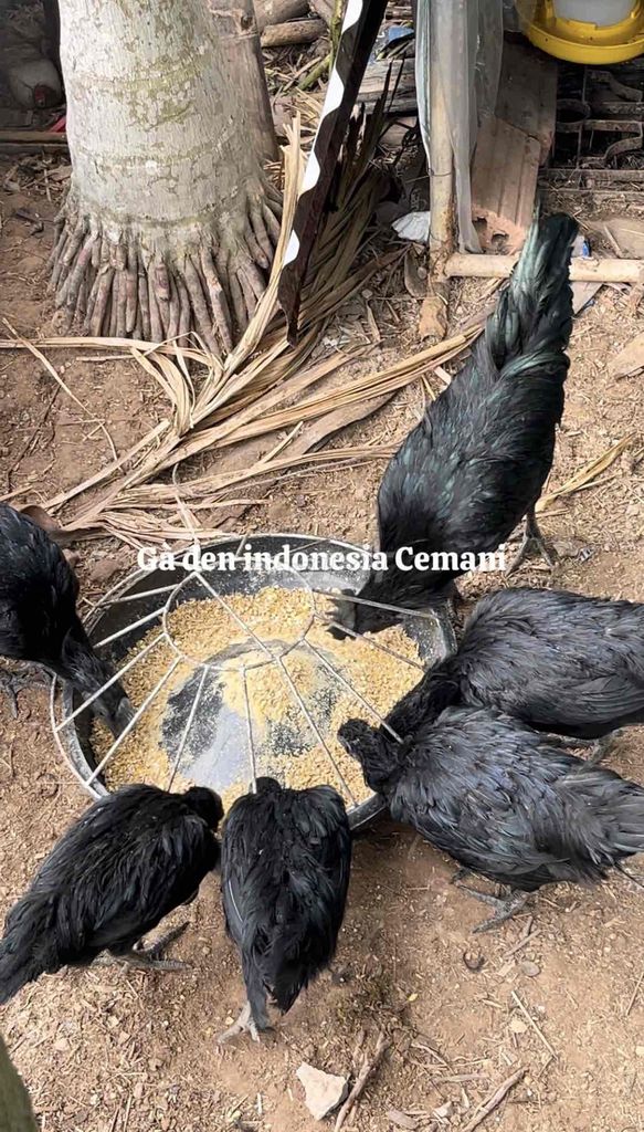 bán đàn gà đen mặt quỷ cemari , dòng gà indonesia. Mua bán Gà tại Thành phố Thái Bình Thái Bình được đăng bởi duong thuong con hình 1