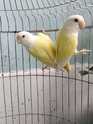 Cặp lovebirds creamino, vet ng hồng ngoan hiền. Mua bán Chim tại Huyện Hóc Môn Tp Hồ Chí Minh được đăng bởi Hiển Lê