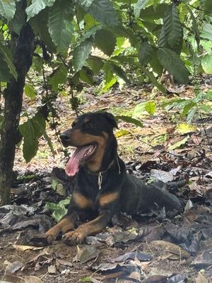 Chó Podermen gần 2 tuổi