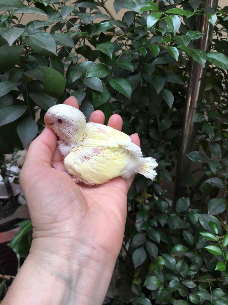 Lovebird màu kem mặt trắng, mắt đỏ