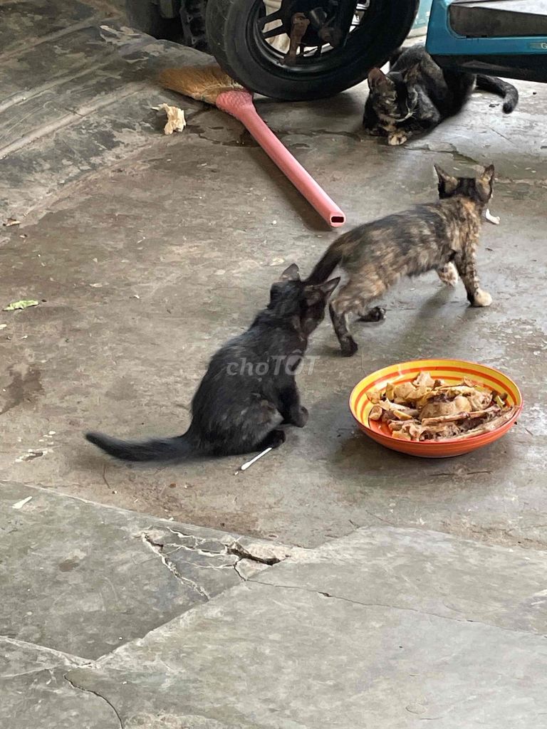 Mèo con Đen Đồi mồi cả hai. Mua bán Mèo tại Quận Ngô Quyền Hải Phòng được đăng bởi Nguyễn Động hình 1