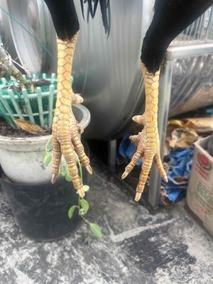 gà đá. Mua bán Gà tại Quận 3 Tp Hồ Chí Minh được đăng bởi Trương Quốc Nghĩa