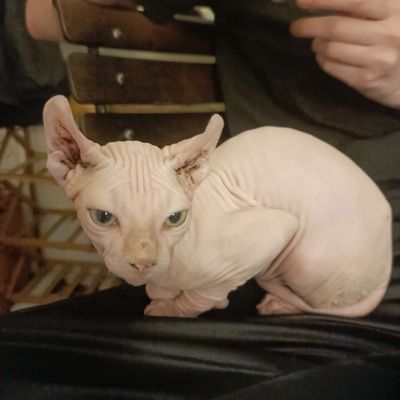 Mèo Sphynx hồng nhạt đã tiêm đầy đủ