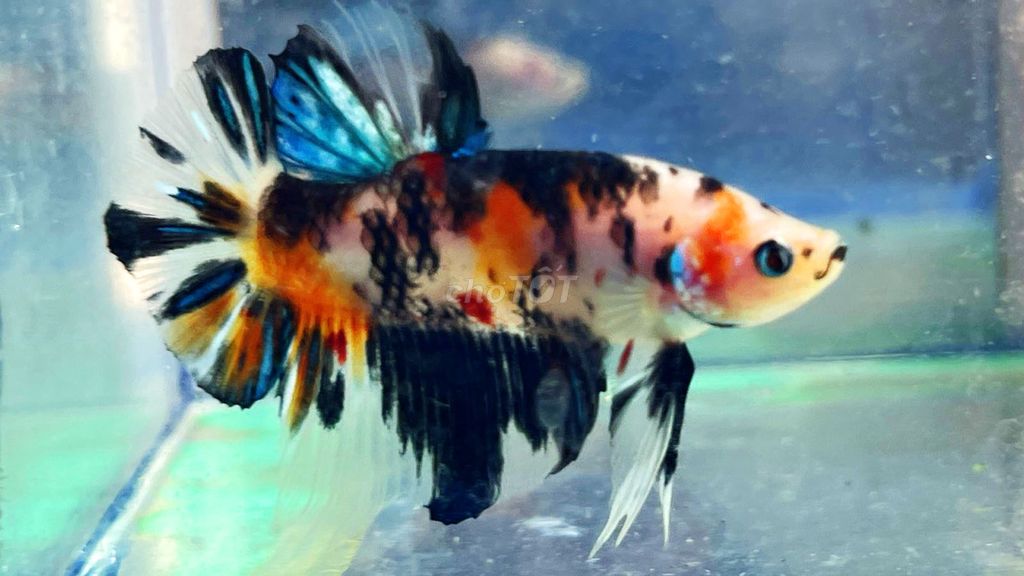 Koi Black nemo