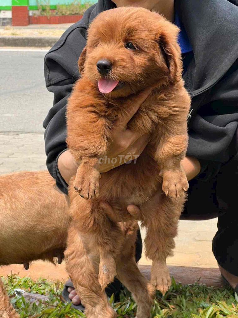 Chó Poodle lai Golden Nâu vàng. Mua bán Chó tại Quận Bình Thạnh Tp Hồ Chí Minh được đăng bởi Lê Thư hình 1