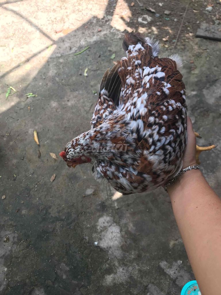 Gà tơ Trống mái Hoa mơ. Mua bán Gà tại Thành phố Dĩ An Bình Dương được đăng bởi Ngọc Hân hình 1