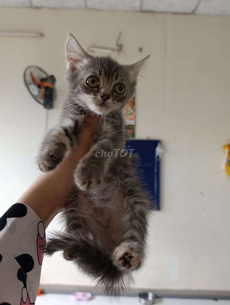 Mèo Anh lông ngắn nhiều màu. Mua bán Mèo tại Quận Tân Bình Tp Hồ Chí Minh được đăng bởi An Nguyễn  hình 1