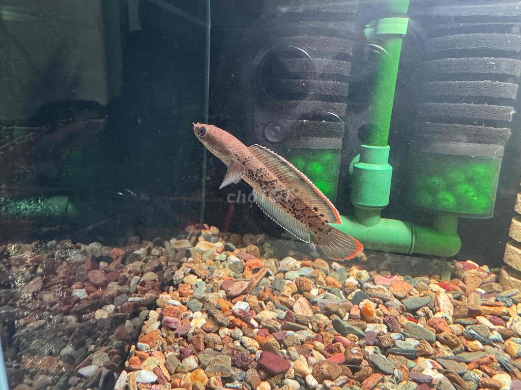 Cá cảnh Nâu đỏ 10-12 cm. Mua bán Thú cưng khác tại Quận Ngũ Hành Sơn Đà Nẵng được đăng bởi Tấn Hoàng hình 1