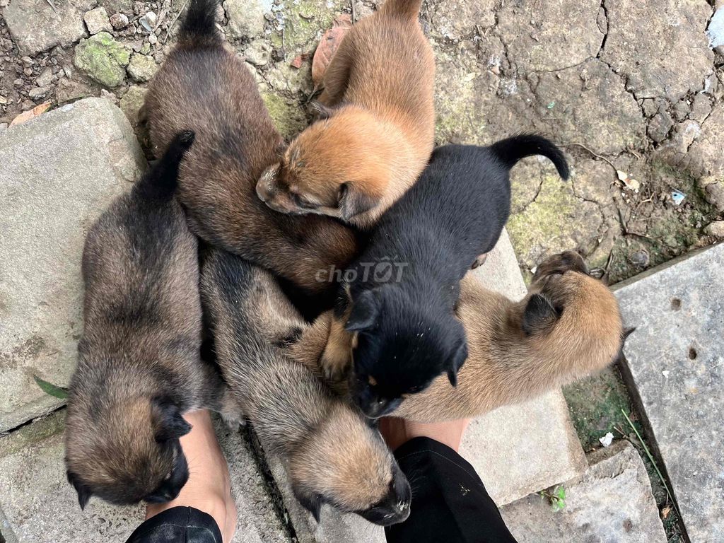 Chó con nhiều màu. Mua bán Chó tại Huyện Bình Chánh Tp Hồ Chí Minh được đăng bởi Thanh Sang hình 1