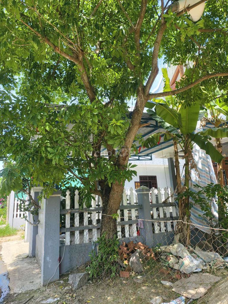 Cây Lộc Vừng Trang Trí Khỏe Mạnh. Mua bán Cây cảnh, đồ trang trí tại Thị xã Điện Bàn Quảng Nam được đăng bởi Lê nhân khang hình 1
