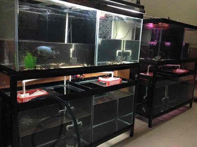 CẦN THANH LÝ 3 dàn hồ cá. Mua bán Phụ kiện, Thức ăn, Dịch vụ tại Huyện Phú Giáo Bình Dương được đăng bởi CHUYÊN NHÀ ĐẤT BÌNH PHƯỚC  0926 139 679