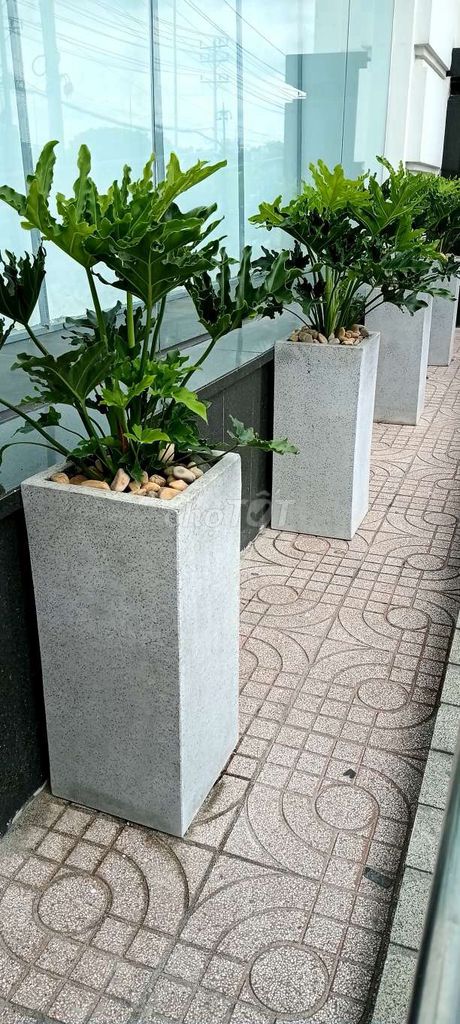 Mua Bán, Cho Thuê  Cây Văn Phòng Cây Công Trình. Mua bán Cây cảnh, đồ trang trí tại Huyện Nhà Bè Tp Hồ Chí Minh được đăng bởi phúc trần  hình 1