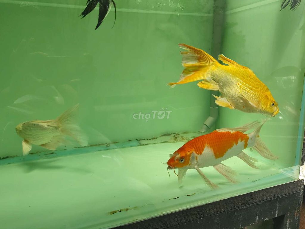 Cá chép phi tần Vàng, cam, trắng. Mua bán Thú cưng khác tại Quận Bình Tân Tp Hồ Chí Minh được đăng bởi Tinhanh Huynh hình 1
