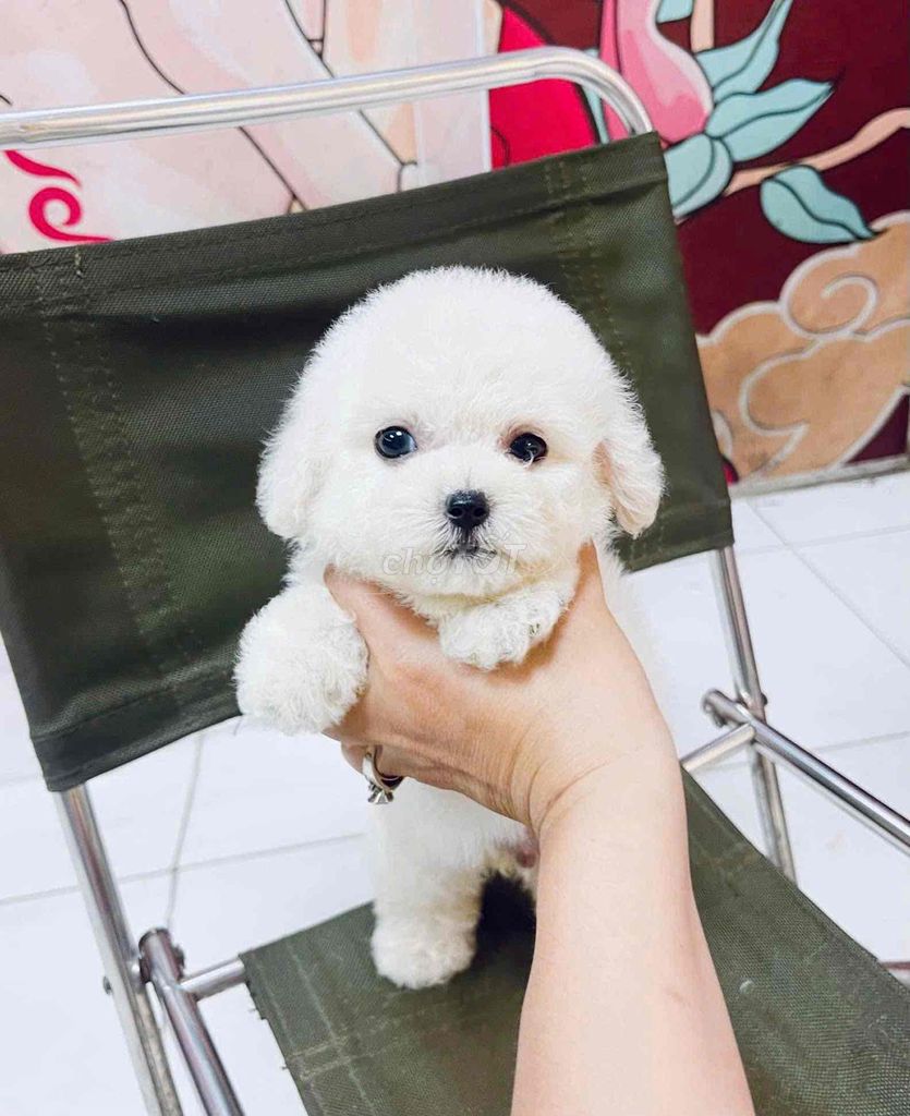 Chó Poodle trắng. Mua bán Chó tại Thành phố Trà Vinh Trà Vinh được đăng bởi bm hình 1