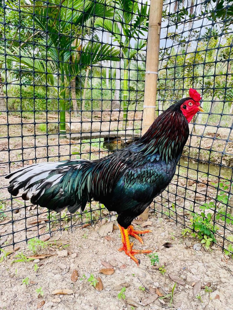 Ô que 3kg500g ( mỏ quẹo). Mua bán Gà tại Huyện Cù Lao Dung Sóc Trăng được đăng bởi Nguyễn Hoài Bảo hình 1