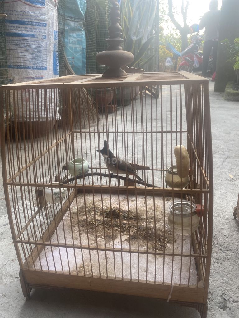 Chim chào mào má trắng dạn người. Mua bán Chim tại Quận 12 Tp Hồ Chí Minh được đăng bởi Bảo  hình 1