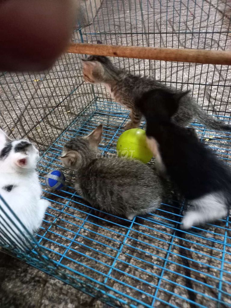 Mèo con Đen trắng Vằn cả hai. Mua bán Mèo tại Quận Tân Phú Tp Hồ Chí Minh được đăng bởi ga miền tay hình 1