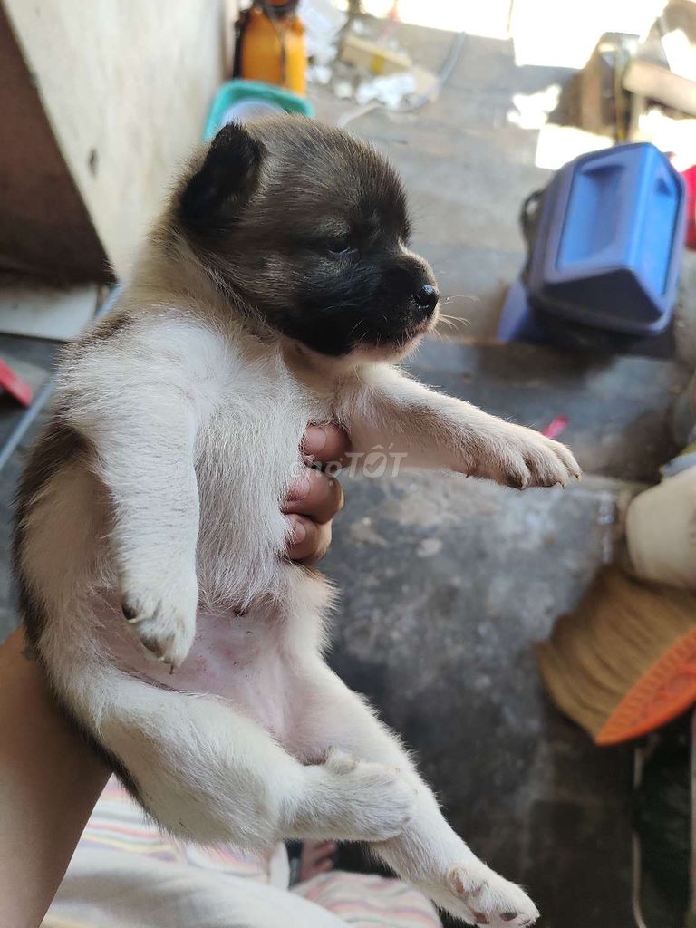 Chó con Cái Nâu trắng 6 móng chân sau. Mua bán Chó tại Thành phố Phan Thiết Bình Thuận được đăng bởi Phong hình 1