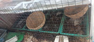 chuồng gà lớn dài 150cm x rộng 60cmx cao 60cm. Mua bán Phụ kiện, Thức ăn, Dịch vụ tại Quận Tân Phú Tp Hồ Chí Minh được đăng bởi Lệ