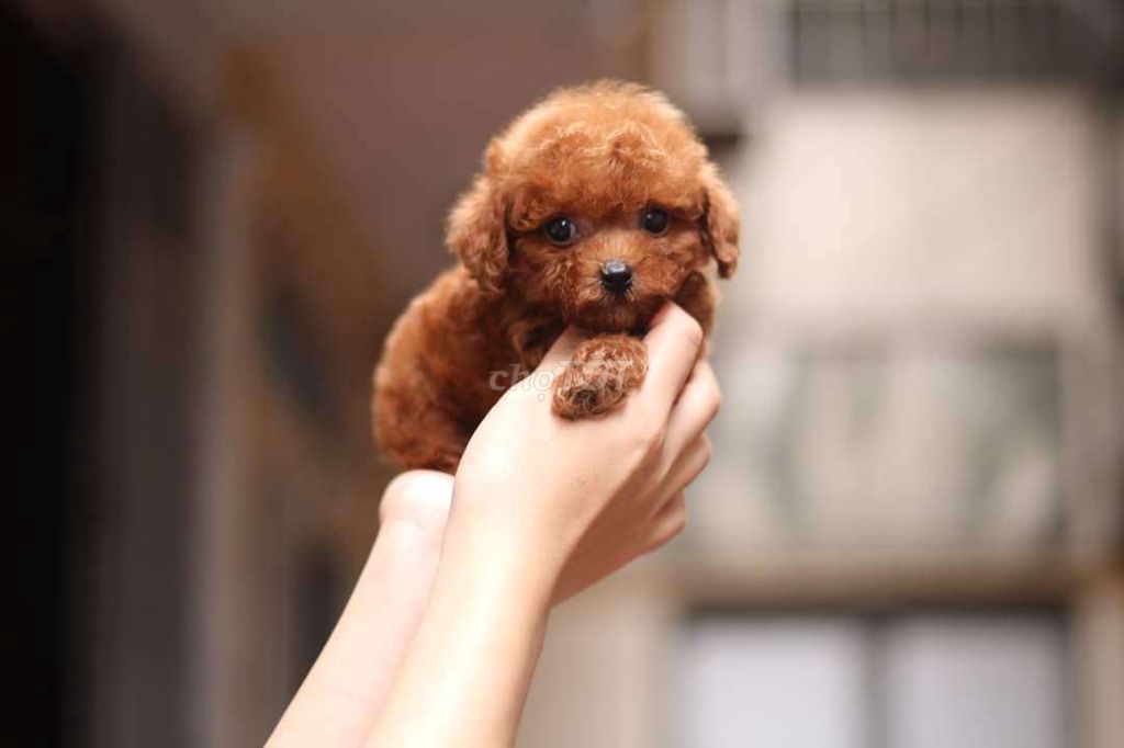 POODLE THUẦN CHỦNG ĐỦ MÀU