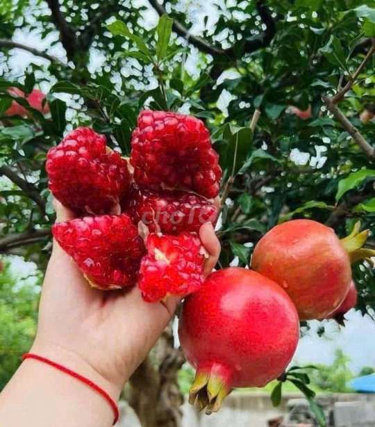 Cây❤️ lựu đỏ❤️ , rất đỏ❤️. Mua bán Cây cảnh, đồ trang trí tại Quận Gò Vấp Tp Hồ Chí Minh được đăng bởi Tô Kem  hình 1