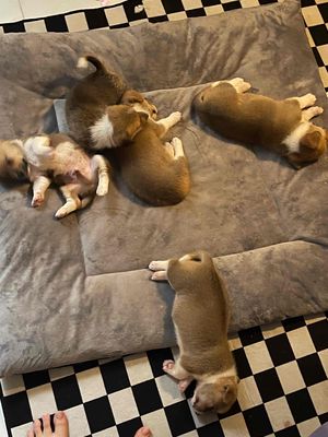 Chó Corgi lai , mấy bé xinh lắm. Mua bán Chó tại Huyện Long Hồ Vĩnh Long được đăng bởi kimngan