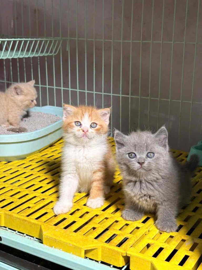 Mèo Munchkin Vàng, Xám. Mua bán Mèo tại Quận Cẩm Lệ Đà Nẵng được đăng bởi Thành hình 1