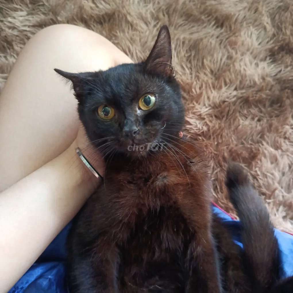 Mèo ALN lai đực đã tiêm phòng. Mua bán Mèo tại Thành phố Sa Đéc Đồng Tháp được đăng bởi baeboo hình 1