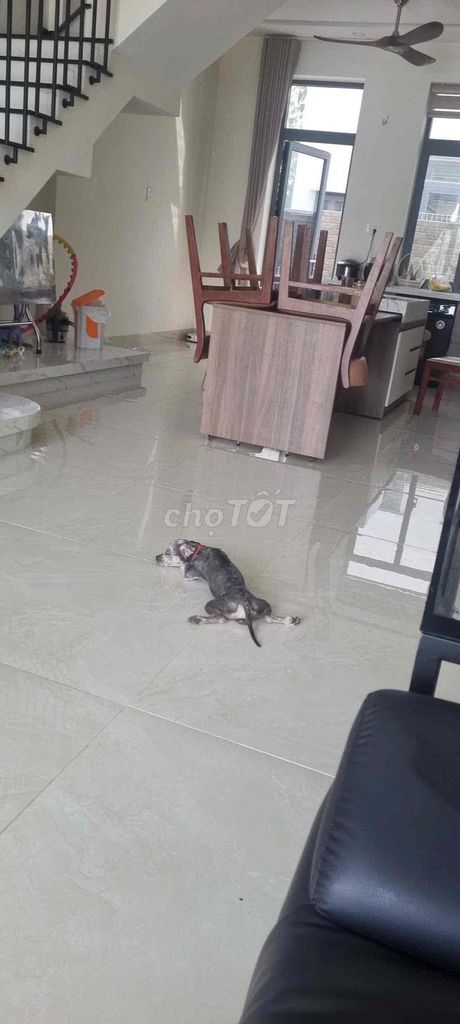 Chó Poodle lai đực trưởng thành màu xám. Mua bán Chó tại Thành phố Dĩ An Bình Dương được đăng bởi Thuy Nguyen hình 1