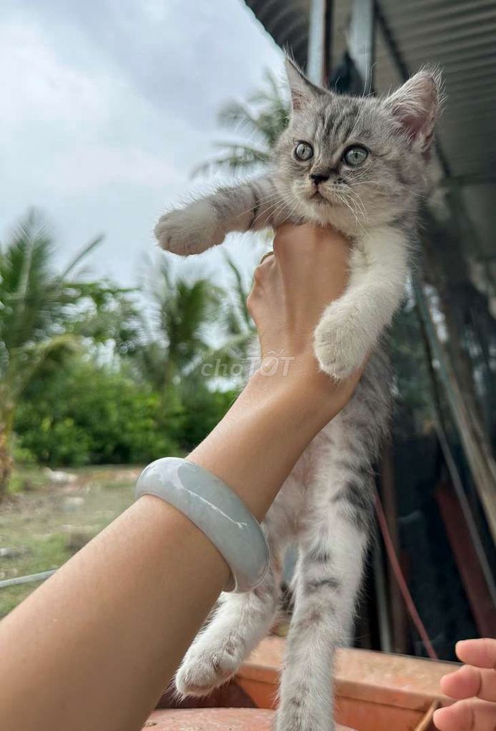 Mèo ALN màu Tappy. Mua bán Mèo tại Quận Ninh Kiều Cần Thơ được đăng bởi Penta Store hình 1