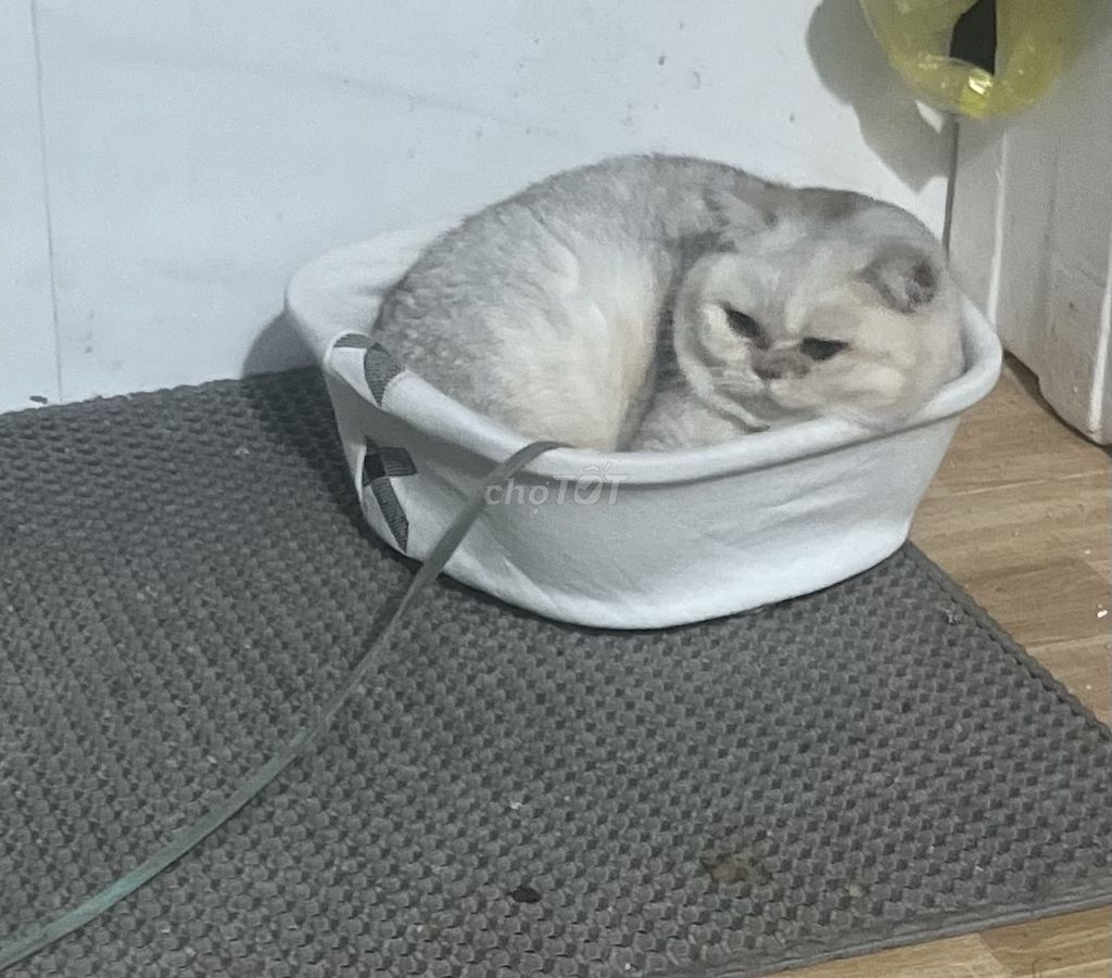 Mèo ánh lông ngắn Trắng bạc. Mua bán Mèo tại Huyện Thuỷ Nguyên Hải Phòng được đăng bởi Hậu Trần hình 1