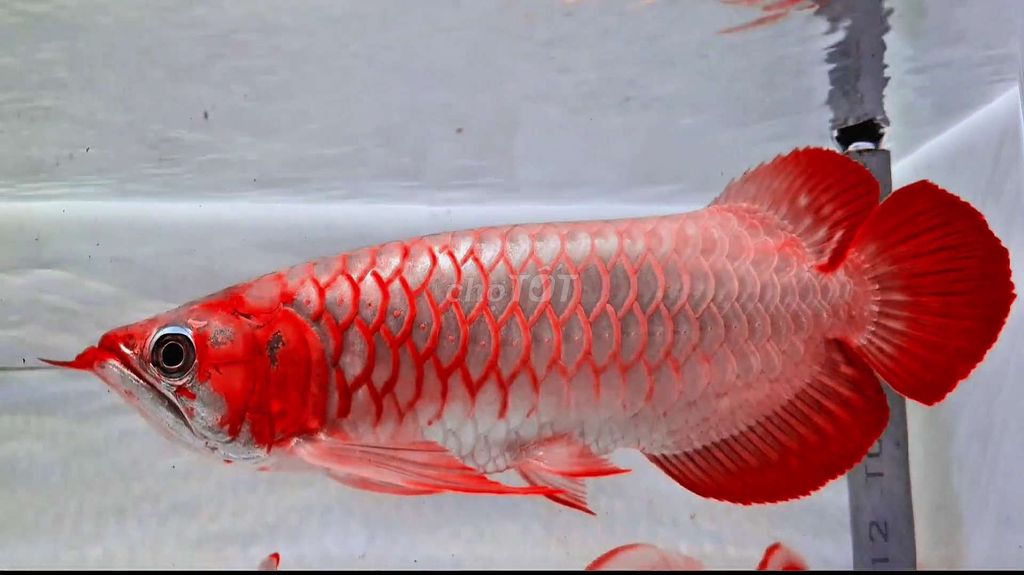 Cá Rồng Huyết Long Bạch Ngọc Siêu Đuôi Càng VIP. Mua bán Thú cưng khác tại Quận 12 Tp Hồ Chí Minh được đăng bởi Thi Thi hình 1