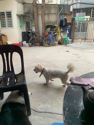 Chó Milu đực đã tiêm phòng