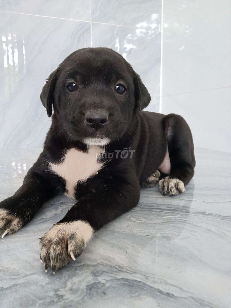 Pitbull đen bóng sát giống to trung thành. Mua bán Chó tại Quận 6 Tp Hồ Chí Minh được đăng bởi Tăng Chí Lương  hình 1