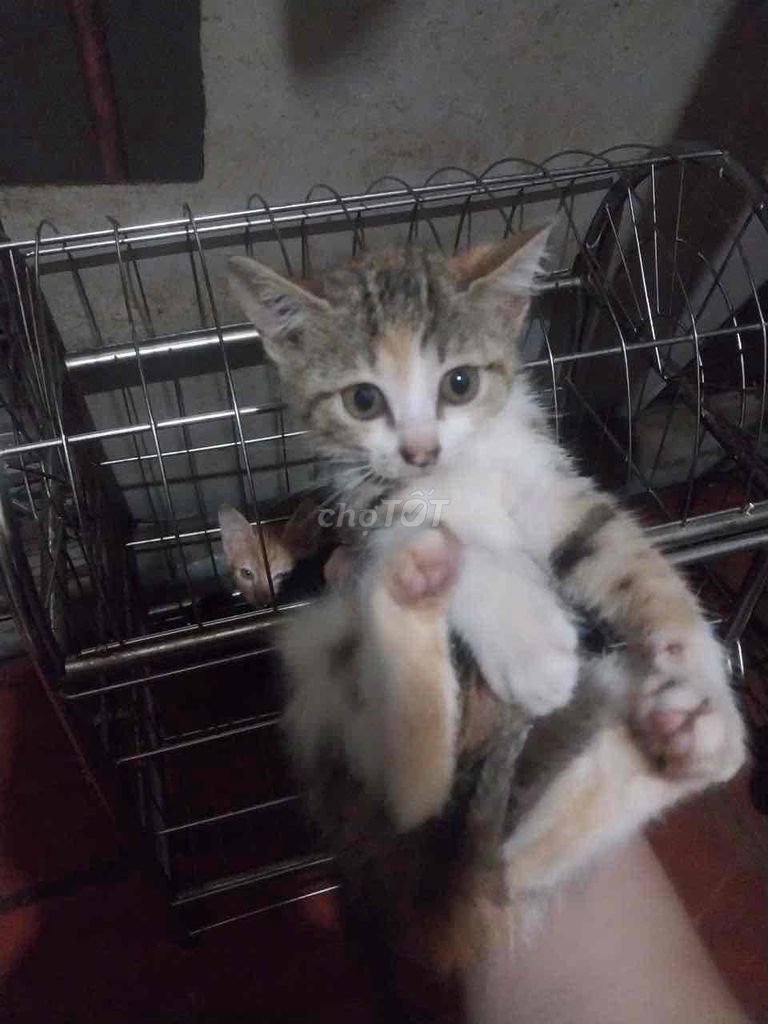 Mèo con 2 tháng tuổi. Mua bán Mèo tại Quận Hoàng Mai Hà Nội được đăng bởi Nguyễn Thanh Xuân hình 1