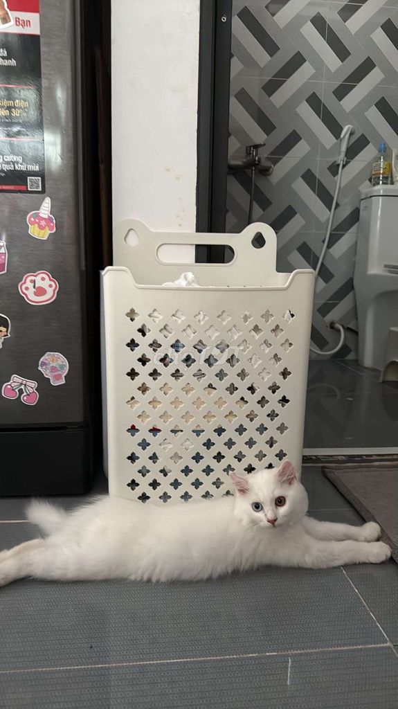 Mèo Anh lông dài Trắng mắt hai màu. Mua bán Mèo tại Quận Gò Vấp Tp Hồ Chí Minh được đăng bởi ken hình 1