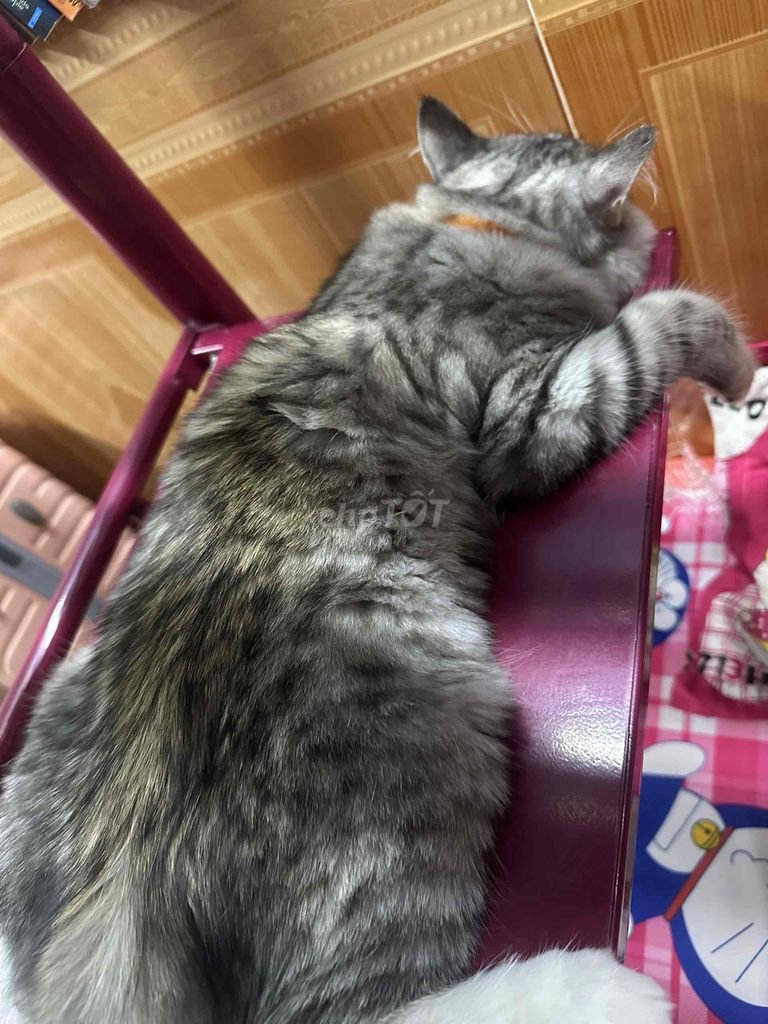 Mèo Anh Lông Dài TABBY SILVER 5 tháng tuổi