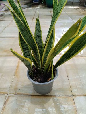 Cây Lưỡi Hổ Lá Dài Viền Vàng Như Ảnh. Mua bán Cây cảnh, đồ trang trí tại Quận Tân Bình Tp Hồ Chí Minh được đăng bởi TDThao