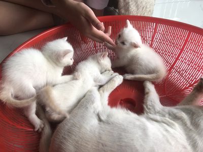 Mèo con Trắng