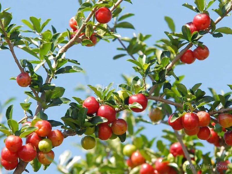 Cây giống sơ ri. Mua bán Đồ chuyên dụng, Giống nuôi trồng tại Huyện Gia Lâm Hà Nội được đăng bởi Cây Giống Kinh Tế hình 1