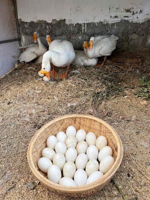 Ngỗng trắng phong thuỷ. Mua bán Đồ chuyên dụng, Giống nuôi trồng tại Thành phố Phan Rang-Tháp Chàm Ninh Thuận được đăng bởi Truc Hoang