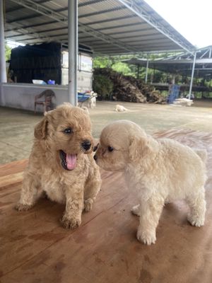 Poodle tiny 2thang tuổi. Mua bán Chó tại Thành phố Thủ Dầu Một Bình Dương được đăng bởi Nguyen van a