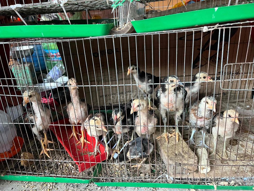 Gà con Việt lai Thái Peru Mỹ. Mua bán Gà tại Huyện Châu Thành Sóc Trăng được đăng bởi Lâm Đăng Khoa hình 1